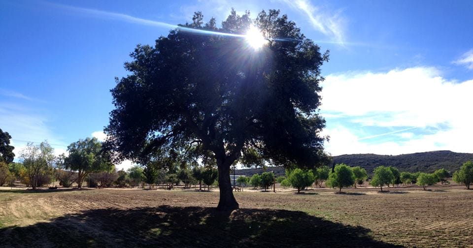 Campamento en Rancho Ojai